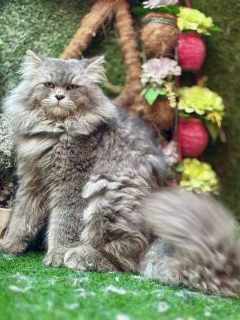 male-persian-cat-available-for-sale-tollinton-market-big-2