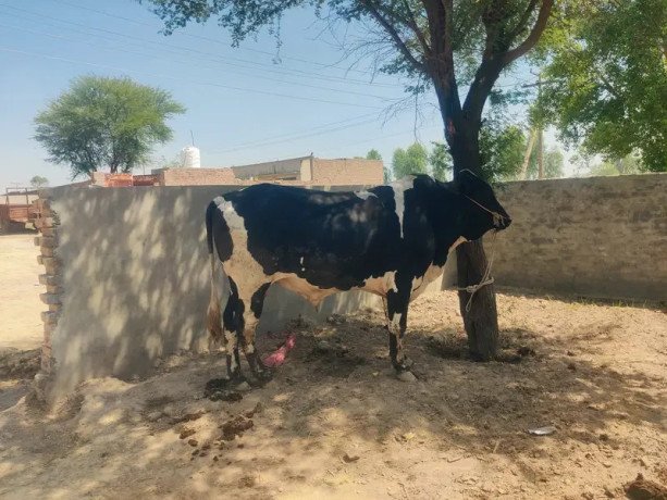 bull-wacha-holstein-friesian-bachra-qurbani-ka-janwar-qurbani-big-1