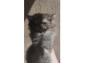 adorable-home-raised-cats-for-sale-very-friendly-and-clean-small-0