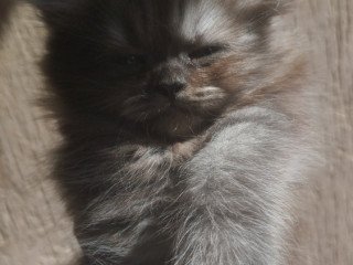 adorable-home-raised-cats-for-sale-very-friendly-and-clean