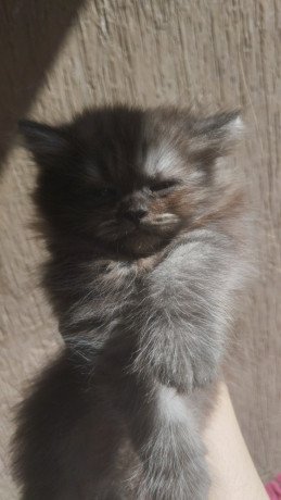 adorable-home-raised-cats-for-sale-very-friendly-and-clean-big-0