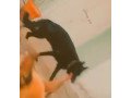belgian-sheperd-male-small-0