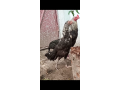 aseel-pair-for-sale-small-1
