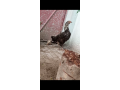aseel-pair-for-sale-small-3