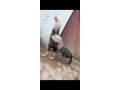 aseel-pair-for-sale-small-2