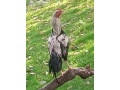 aseel-pair-for-sale-small-0