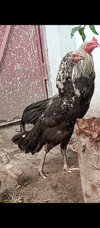 aseel-pair-for-sale-big-1