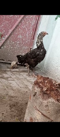 aseel-pair-for-sale-big-3