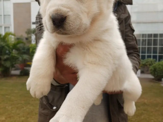 central-asian-shepherd