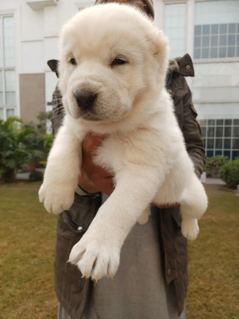 central-asian-shepherd-big-0