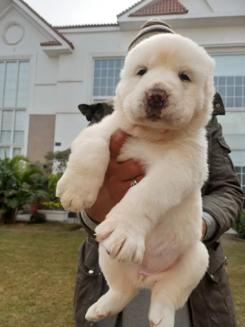 central-asian-shepherd-big-1