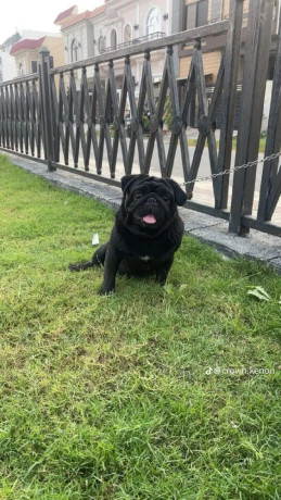 pug-male-for-stud-big-0