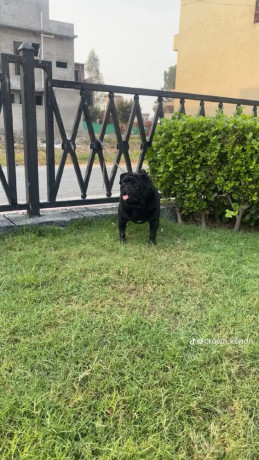 pug-male-for-stud-big-1