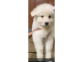 siberian-husky-white-puppies-for-sale-small-0
