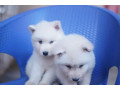 siberian-husky-white-puppies-for-sale-small-4