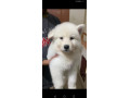siberian-husky-white-puppies-for-sale-small-1