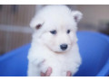 siberian-husky-white-puppies-for-sale-small-3