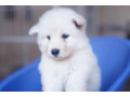 siberian-husky-white-puppies-for-sale-small-2