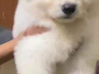 siberian-husky-white-puppies-for-sale