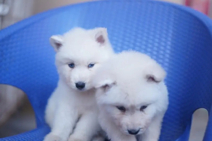 siberian-husky-white-puppies-for-sale-big-4
