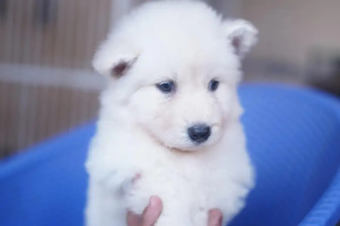 siberian-husky-white-puppies-for-sale-big-3