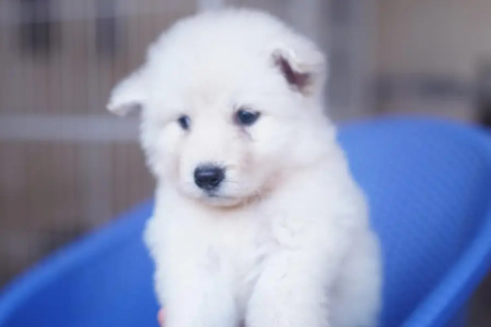 siberian-husky-white-puppies-for-sale-big-2