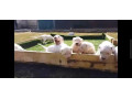 import-quality-dogo-argentino-puppies-available-for-sale-small-0