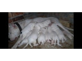 import-quality-dogo-argentino-puppies-available-for-sale-small-3