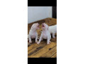 import-quality-dogo-argentino-puppies-available-for-sale-small-2