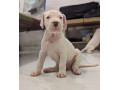 import-quality-dogo-argentino-puppies-available-for-sale-small-4