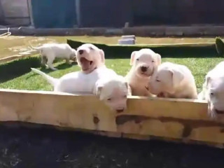 import-quality-dogo-argentino-puppies-available-for-sale