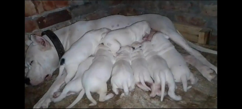 import-quality-dogo-argentino-puppies-available-for-sale-big-3