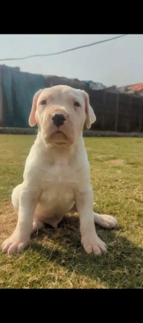 import-quality-dogo-argentino-puppies-available-for-sale-big-1