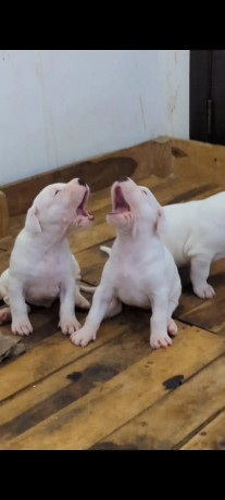import-quality-dogo-argentino-puppies-available-for-sale-big-2