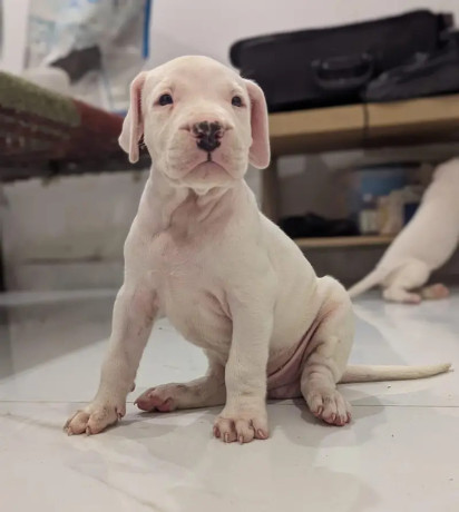 import-quality-dogo-argentino-puppies-available-for-sale-big-4