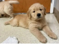 american-golden-retriever-pedigree-microchipped-puppies-small-0