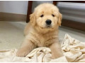 american-golden-retriever-pedigree-microchipped-puppies-small-1