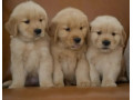 american-golden-retriever-pedigree-microchipped-puppies-small-2