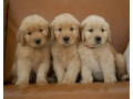 american-golden-retriever-pedigree-microchipped-puppies-small-3