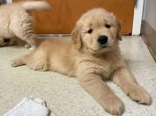 american-golden-retriever-pedigree-microchipped-puppies-big-0
