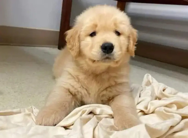 american-golden-retriever-pedigree-microchipped-puppies-big-1