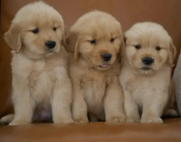 american-golden-retriever-pedigree-microchipped-puppies-big-2