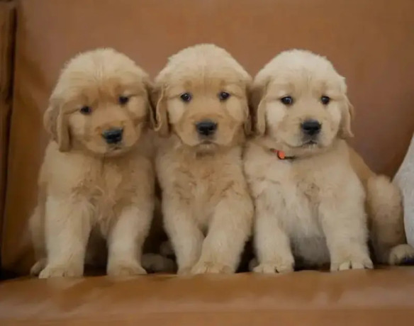 american-golden-retriever-pedigree-microchipped-puppies-big-3