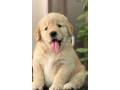 golden-retriver-puppies-for-sale-small-0
