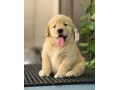 golden-retriver-puppies-for-sale-small-2