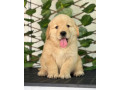 golden-retriver-puppies-for-sale-small-1