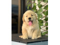 golden-retriver-puppies-for-sale-small-3