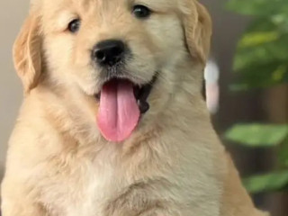 golden-retriver-puppies-for-sale
