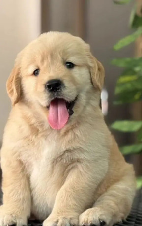 golden-retriver-puppies-for-sale-big-0