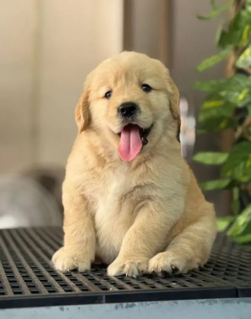 golden-retriver-puppies-for-sale-big-2